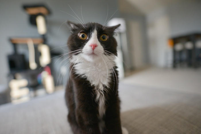A black and white cat with wide eyes