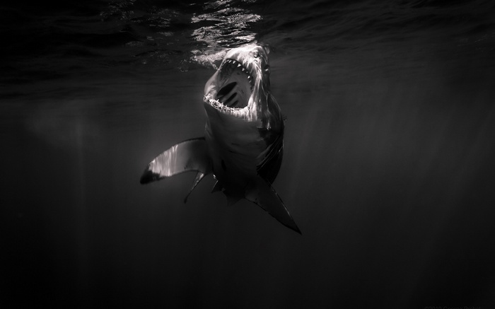 Monochrome shark with open mouth underwater