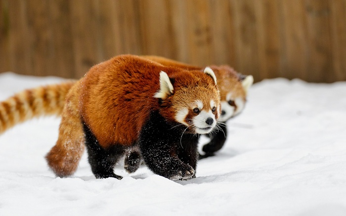 Two red pandas walking in the snow