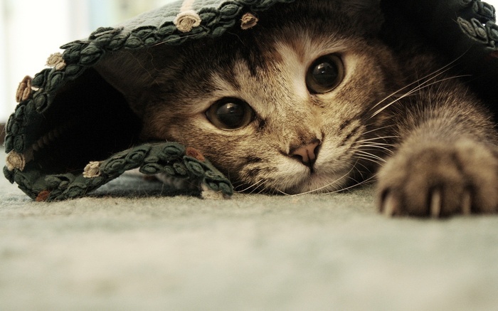 A tabby cat peeking out from under a blanket