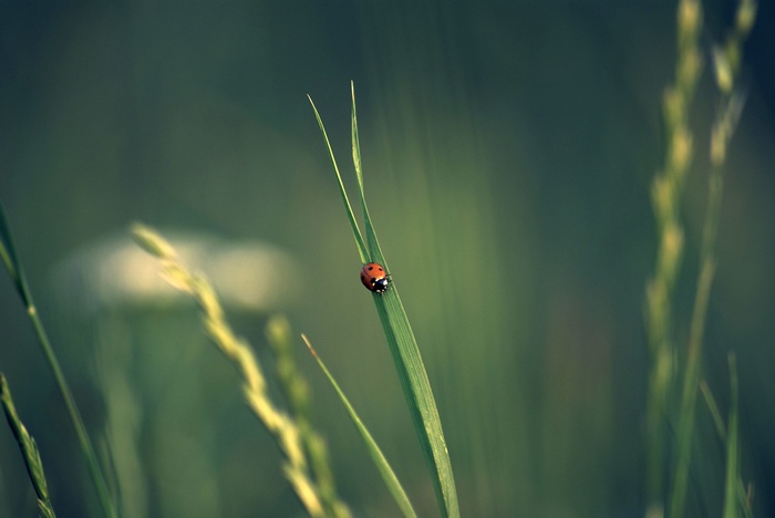 Ladybug on a blade of grass