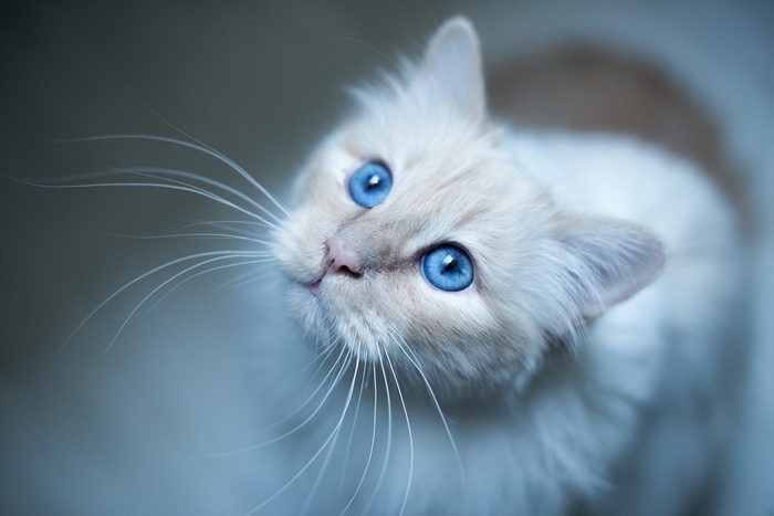 Close-up of a fluffy white cat with bright blue eyes