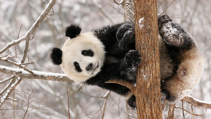 Panda climbing a tree in the snow