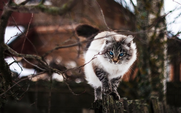 Fluffy cat with blue eyes on a fence