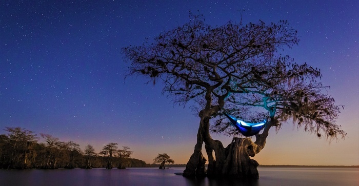 Hammock in a cypress tree under a starry night sky