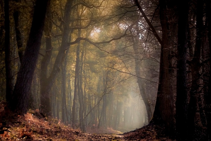 Misty forest path with sunlight filtering through trees
