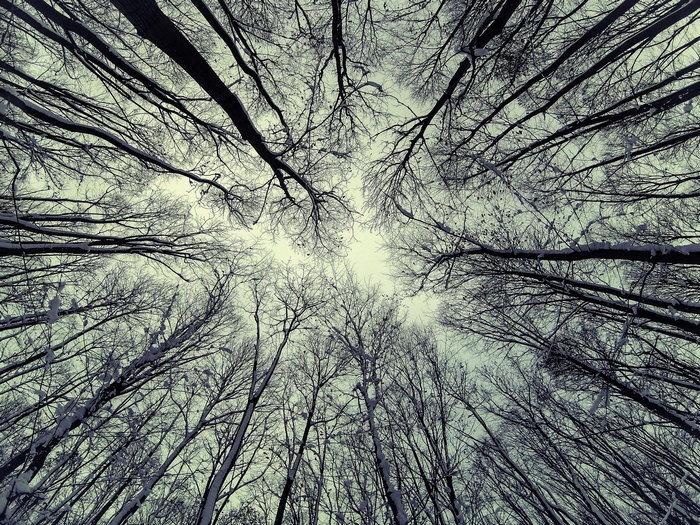 Bare trees in winter with snow