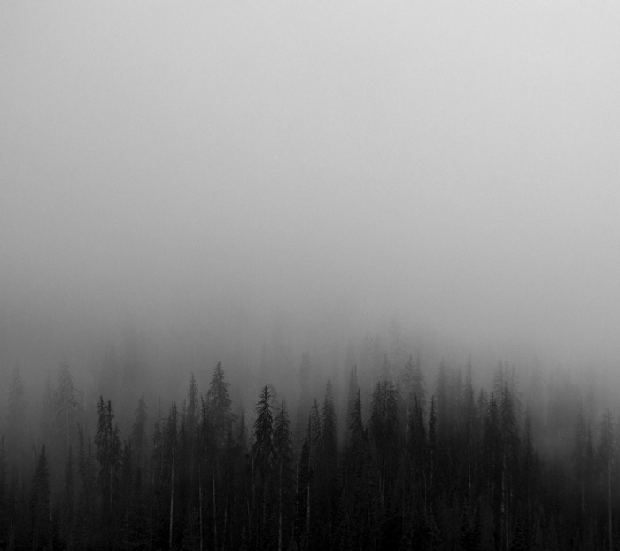 Monochrome forest shrouded in mist