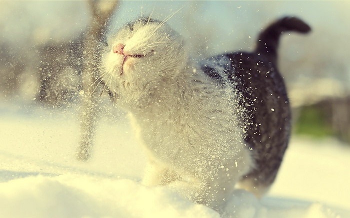 Cat shaking snow off in winter