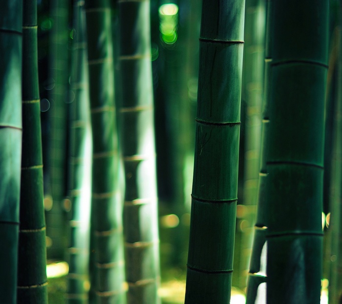 Sunlight filtering through a bamboo forest with bokeh