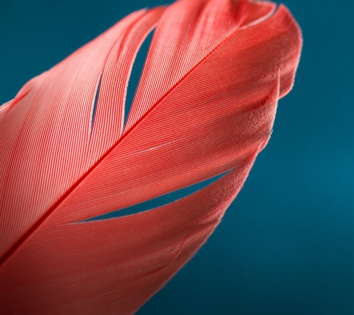 Close-up of a red feather on a blue background