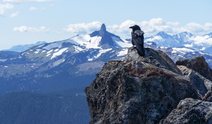 Raven perched on a rock with snowy mountains behind
