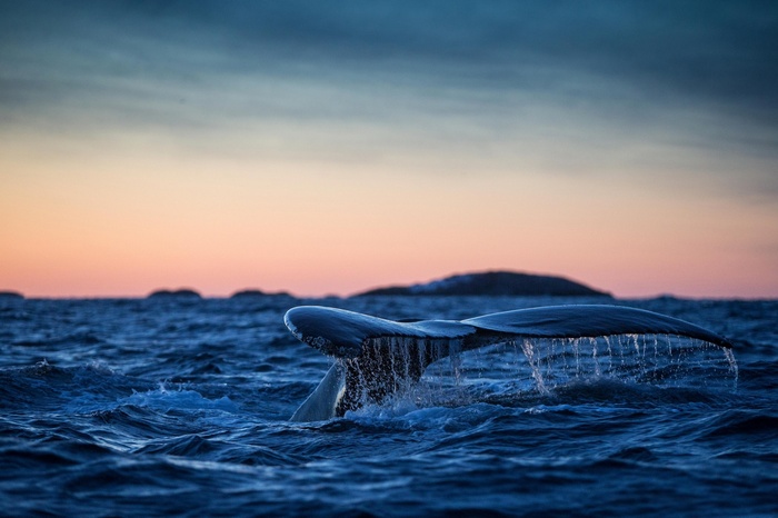Whale tail diving into the ocean at sunset