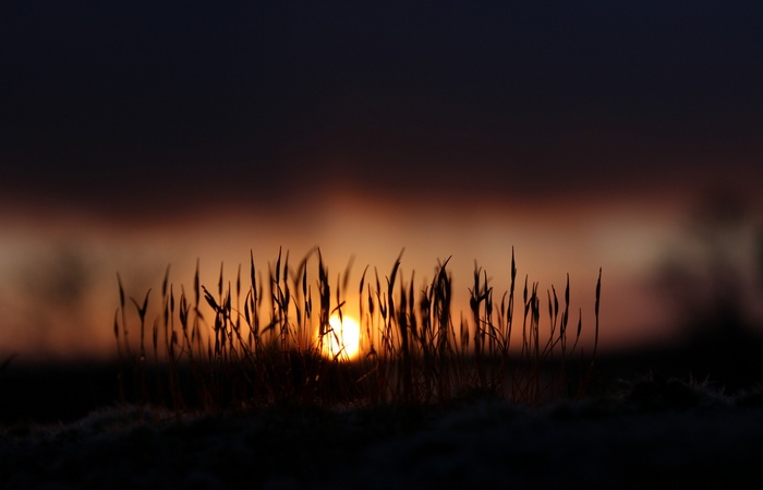 Sun setting behind silhouetted grass