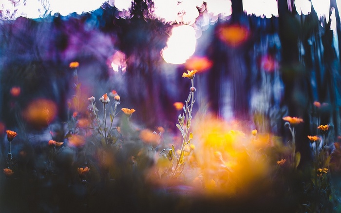Flowers with bokeh and depth of field