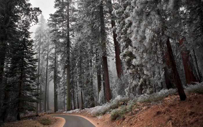 Winter forest with frosted trees and a winding road