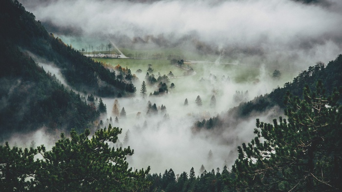 Misty pine forest in the mountains