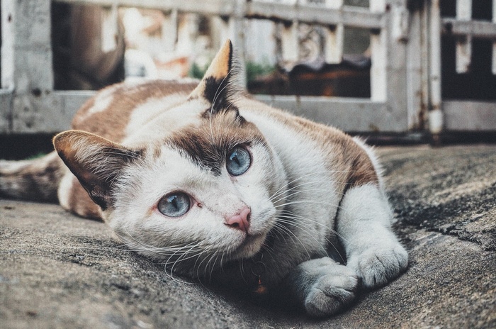 Cat with blue eyes lying on concrete