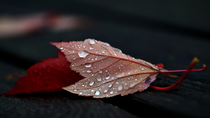 Water drops on autumn leaves on a wooden surface