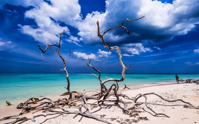 Dead trees on a tropical beach in Cuba