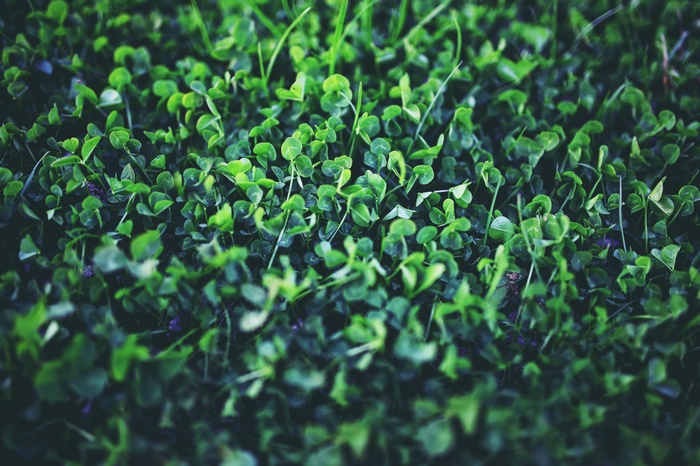 Green clover plants in a field
