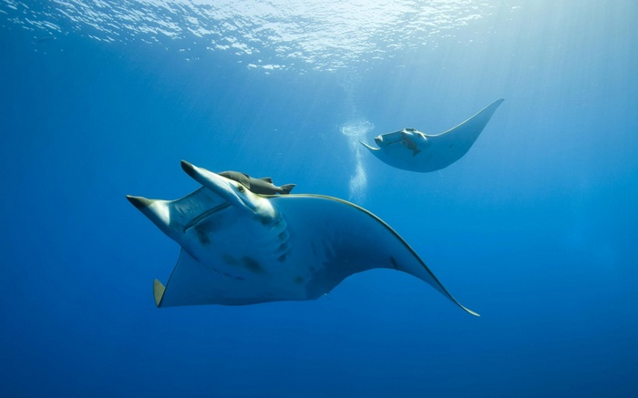 Two manta rays swim in the deep blue sea