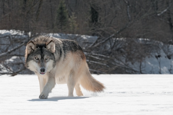 A wolf walks across a snowy field