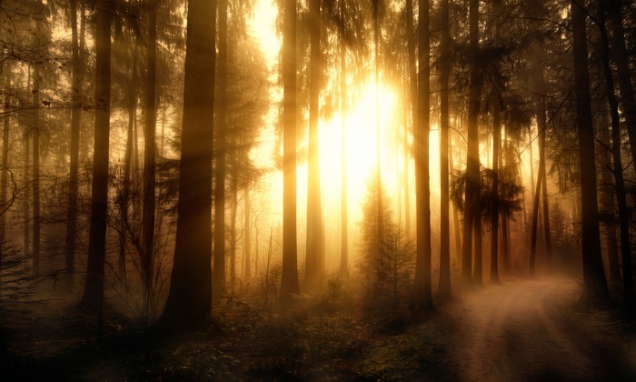 Sunlight filtering through trees in a forest