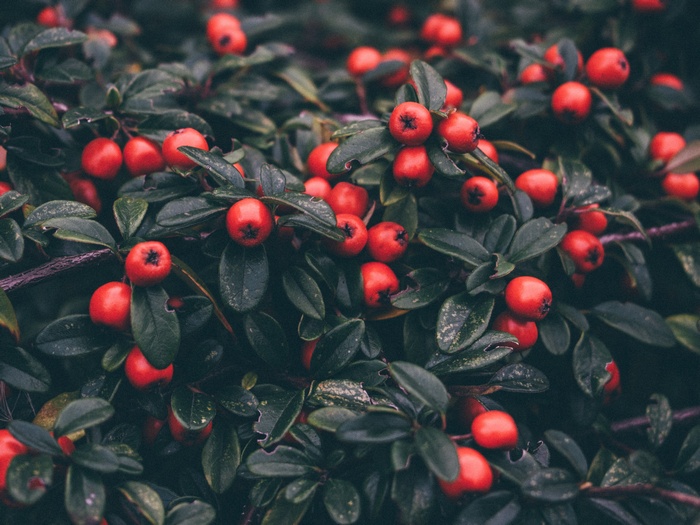 Close-up of red berries on a bush