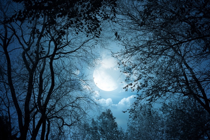 Moonlight through the trees in a dark forest