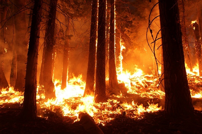 Forest fire with flames engulfing trees