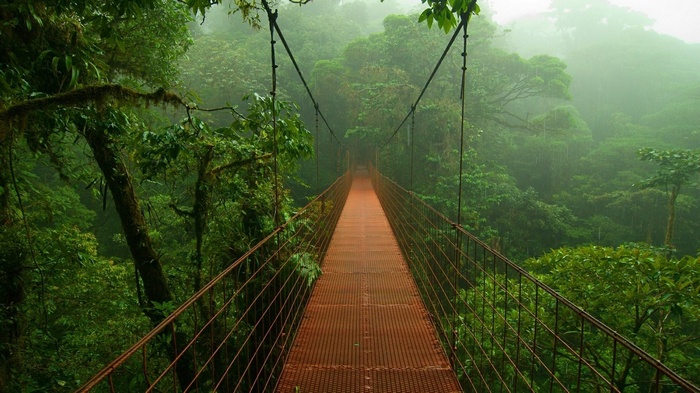 Suspension bridge over a misty rainforest