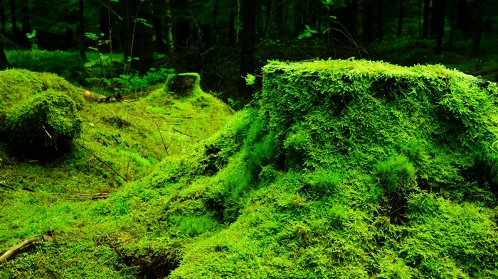 Moss-covered stumps and logs in a dark forest