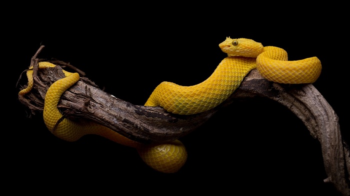 Yellow viper snake coiled on a branch