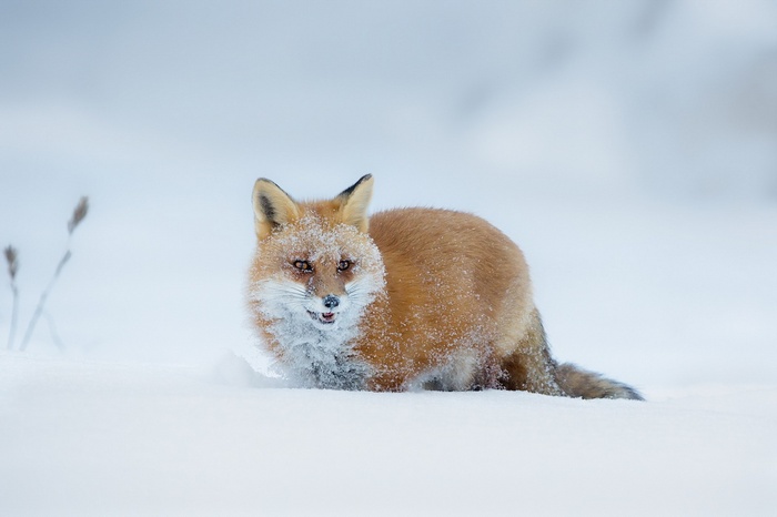 Red fox covered in snow in a winter landscape