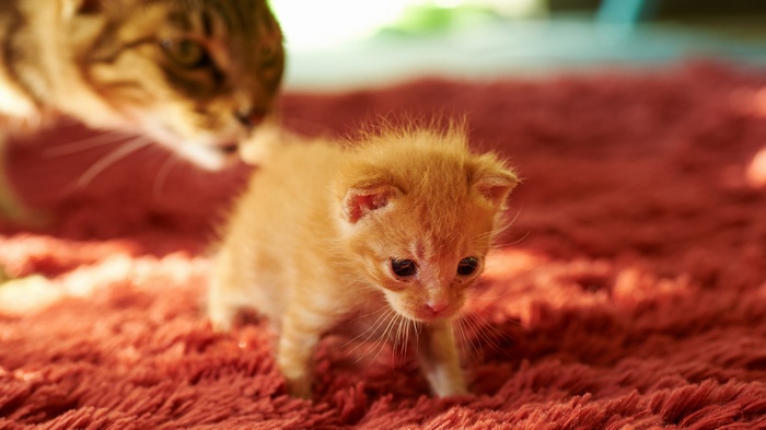 A ginger kitten walks on a red rug with its mother
