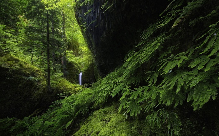 Waterfall in a lush green forest with ferns and moss