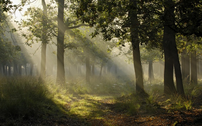 Sun rays filtering through trees in a forest