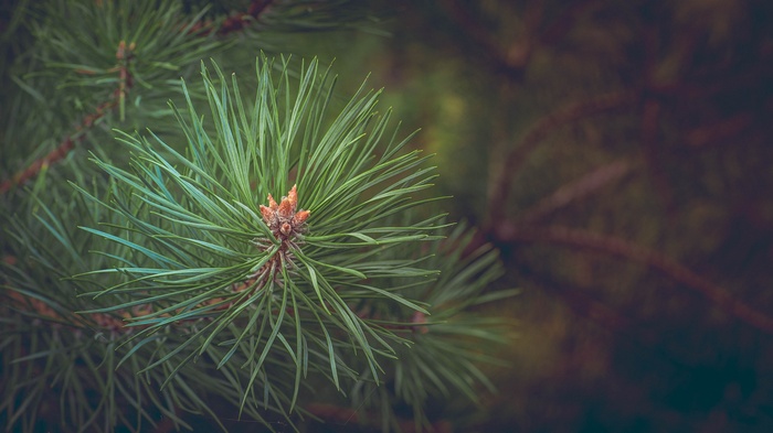 Close-up of a pine tree branch with needles