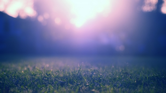 Close-up of grass with soft light in the background