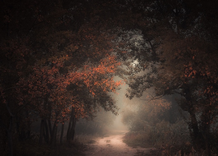 A misty forest path with autumn trees