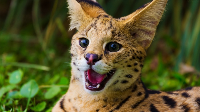 Serval with mouth open in grass