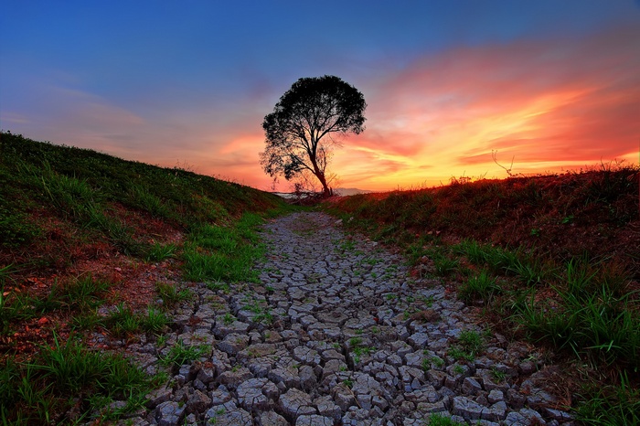 Lone tree on cracked earth at sunset