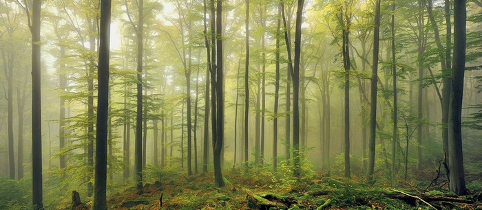 Misty forest with tall trees and green moss in Germany