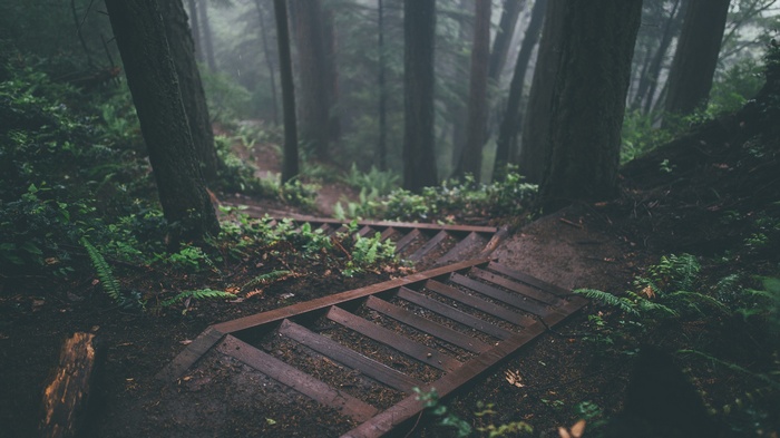 Wooden steps descend through a misty, green forest