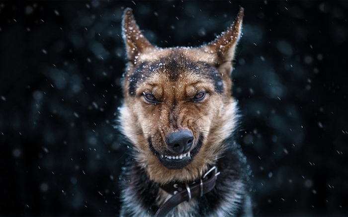 German Shepherd snarling in the snow