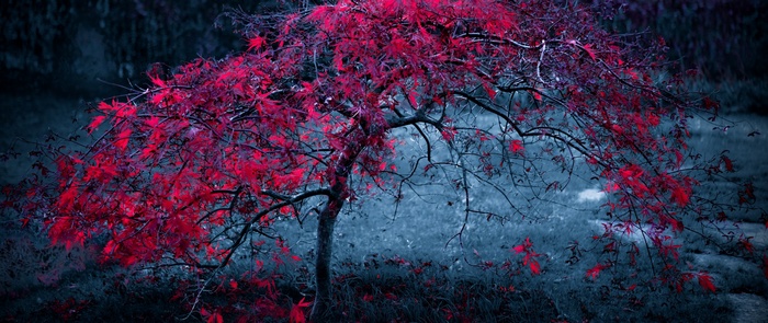 Red leaves on a tree with a dark background