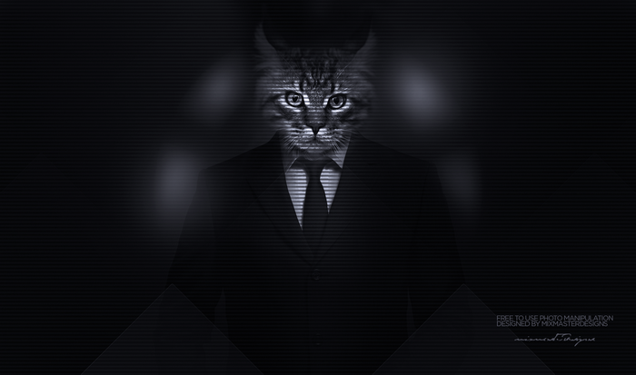 A cat in a suit and tie