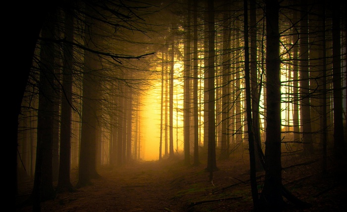 A path through a misty forest with sunlight.