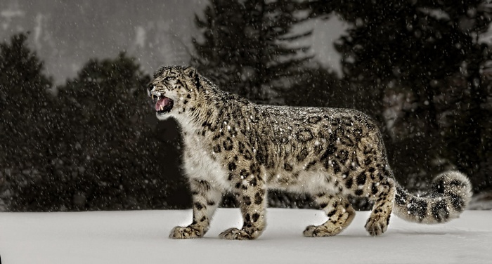 Snow leopard roaring in a snowy forest